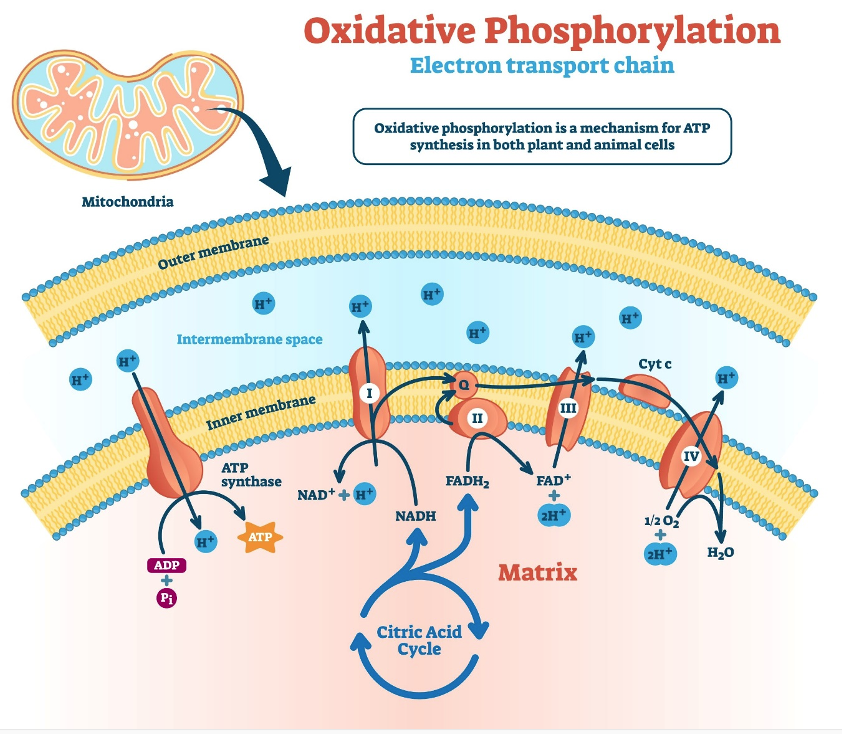 Oxidative Phophorylation