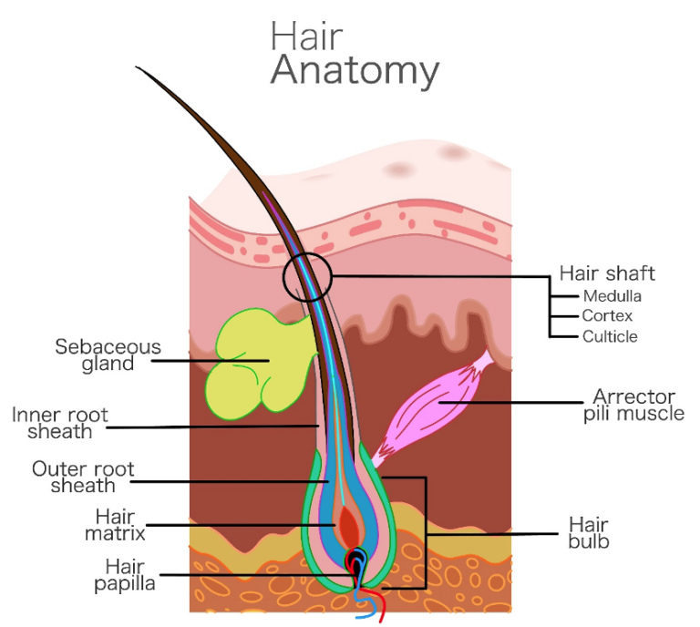Internal Rooth Sheath The Intriguing Functions of Hair Explained - medicalmojo