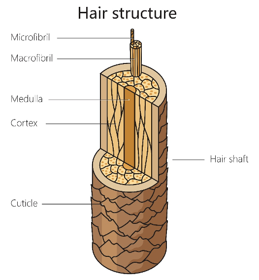 Structure of the hair